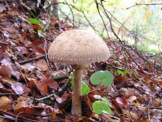 bedľa vysoká Macrolepiota procera (Scop.) Singer