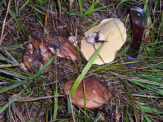 masliak obyčajný Suillus luteus (L.) Roussel