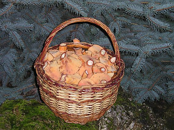 rýdzik pravý Lactarius deliciosus (L.) Gray