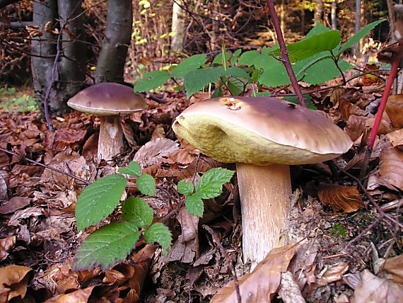 hríb dubový Boletus reticulatus Schaeff.