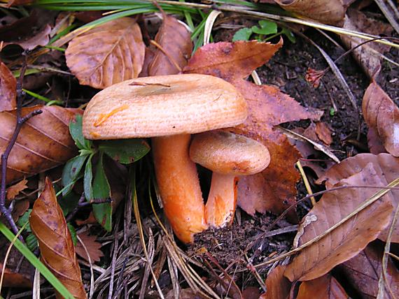 rýdzik pravý Lactarius deliciosus (L.) Gray