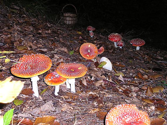 muchotrávka červená Amanita muscaria (L.) Lam.