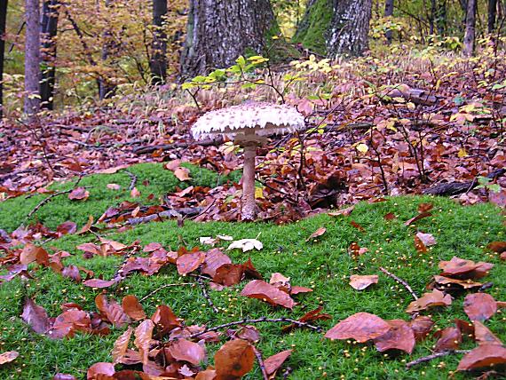 bedľa vysoká Macrolepiota procera (Scop.) Singer