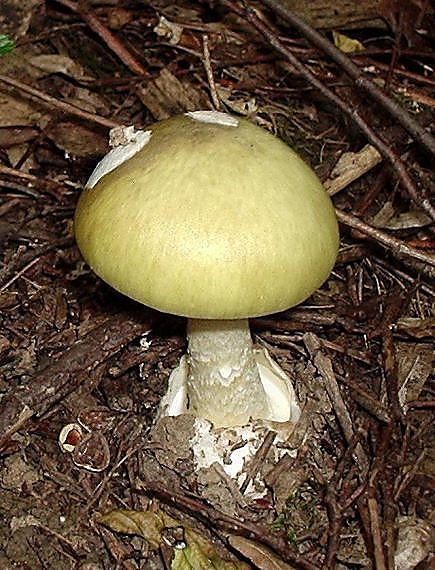 muchotrávka zelená Amanita phalloides (Vaill. ex Fr.) Link