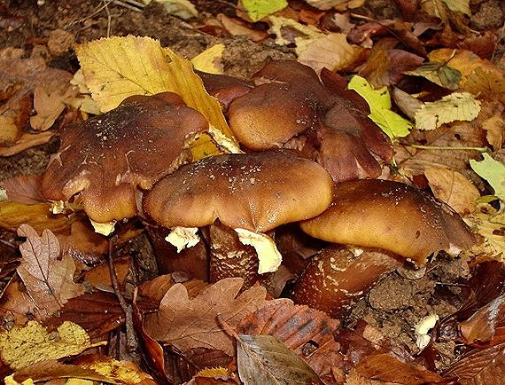 podpňovka obyčajná (olivovohnedastá ?)? Armillaria mellea??