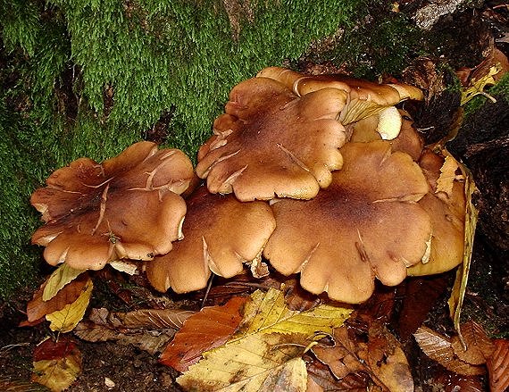 podpňovka obyčajná?? Armillaria mellea??