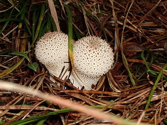 prášnica bradavičnatá Lycoperdon perlatum Pers.