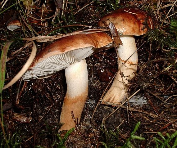 čírovka prstencová (cz. Čirůvka prstenitá) Tricholoma fracticum