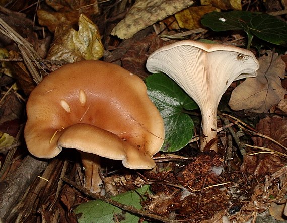 strmuľka prehnutá ?? Clitocybe inversa??