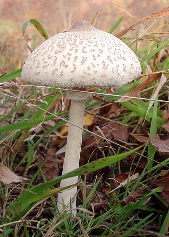 bedľa...?? Macrolepiota...??