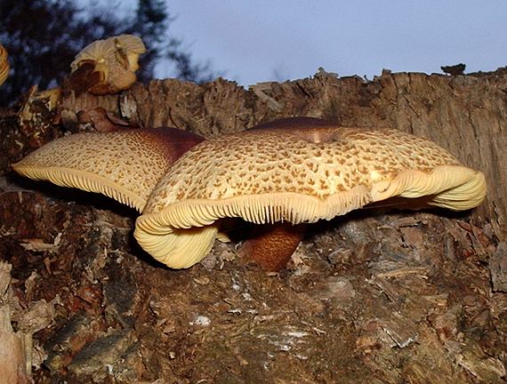 čírovec červenožltý Tricholomopsis rutilans (Schaeff.) Singer