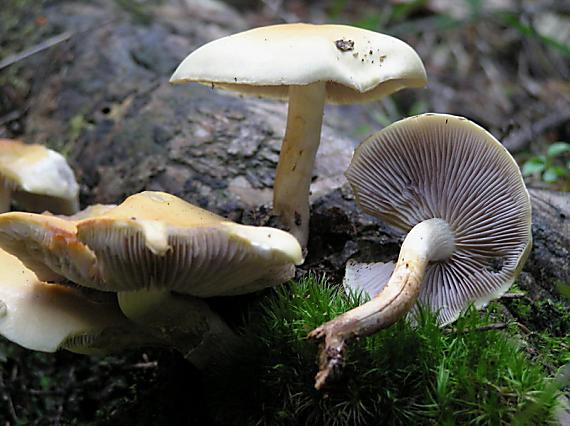 strapcovka maková Hypholoma capnoides (Fr.) P. Kumm.