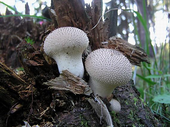 prášnica bradavičnatá Lycoperdon perlatum Pers.