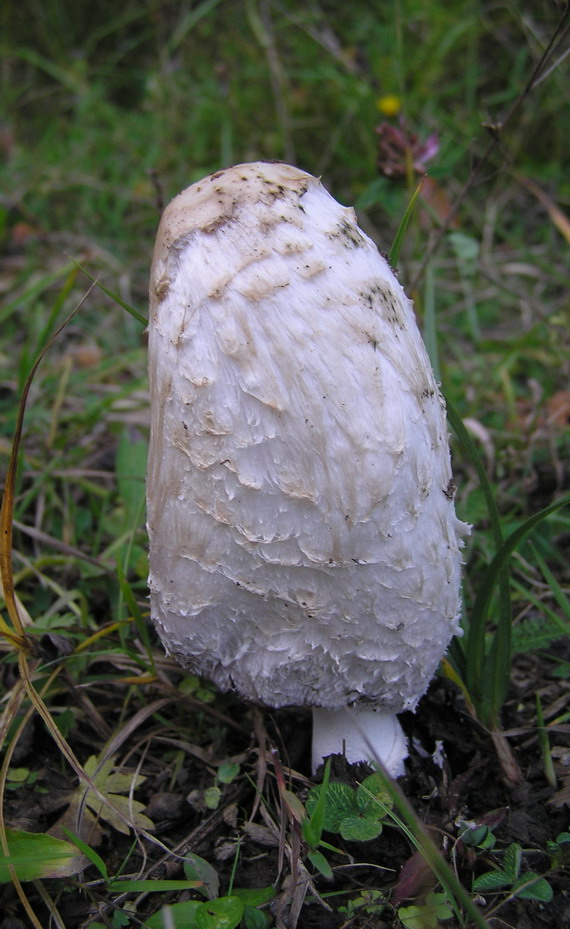 hnojník obyčajný Coprinus comatus (O.F. Müll.) Pers.