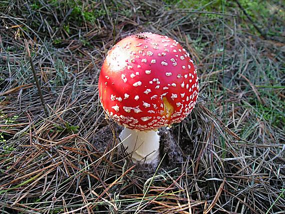 muchotrávka červená Amanita muscaria (L.) Lam.