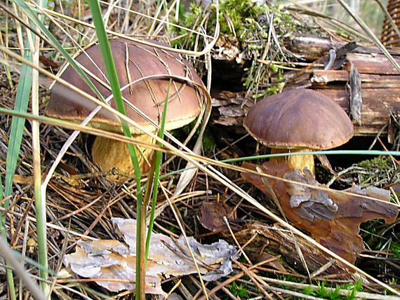 suchohríb hnedý Imleria badia (Fr.) Vizzini