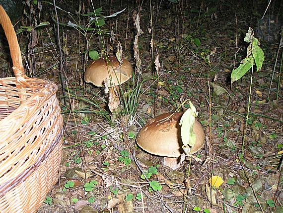 hríb smrekový Boletus edulis Bull.