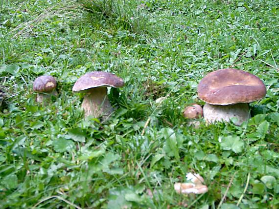 takto si to predstavujem Boletus edulis Bull.