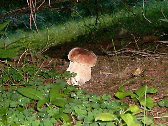 aj takto by sme si to mnohí predstavovali boletus edulis Bull.