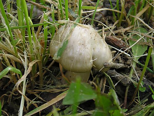 hodvábnica jarná Entoloma clypeatum (L.) P. Kumm.