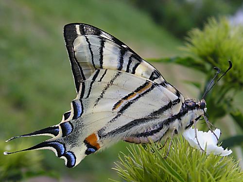 vidlochvost ovocný ( Otakárek ovocný ) Iphiclides podalirius