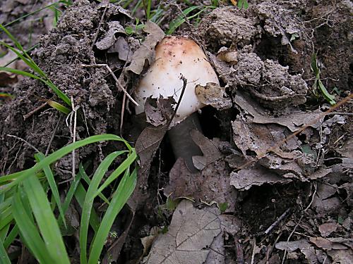 muchotrávka červenkastá Amanita rubescens Pers.