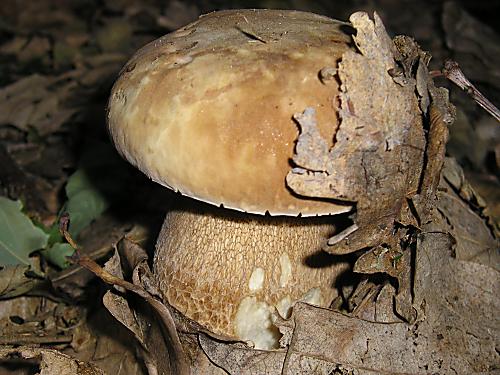 hríb dubový Boletus reticulatus Schaeff.