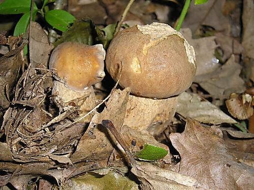 hríb dubový Boletus reticulatus Schaeff.