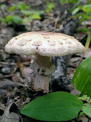 muchotrávka červenkastá Amanita rubescens Pers.