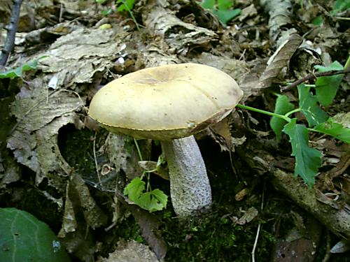 kozák hrabový Leccinum pseudoscabrum (Kallenb.) Šutara