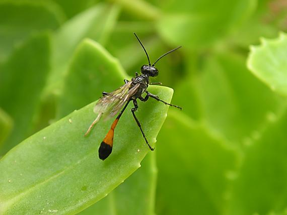 kutavka Sphecoidea