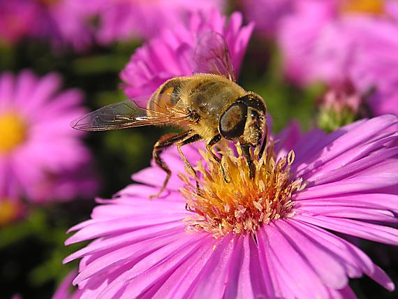 pestrica Eristalis tenax