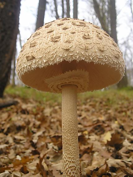 bedľa vysoká Macrolepiota procera (Scop.) Singer