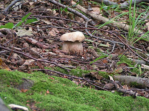 hríb dubový Boletus reticulatus Schaeff.