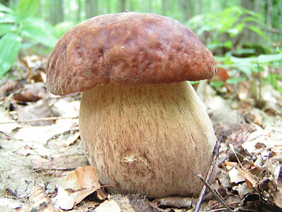 hríb dubový Boletus reticulatus Schaeff.