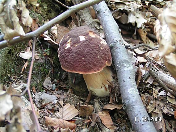 hríb bronzový Boletus aereus Bull. ex Fr.