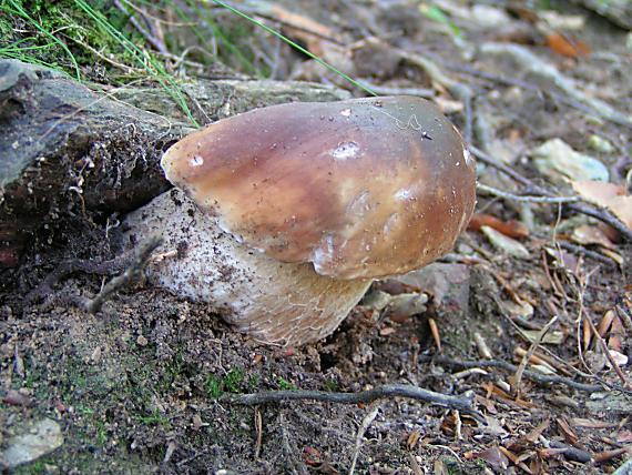 hríb smrekový Boletus edulis Bull.