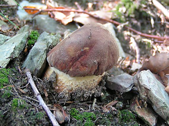 hríb sosnový Boletus pinophilus Pil. et Dermek in Pil.