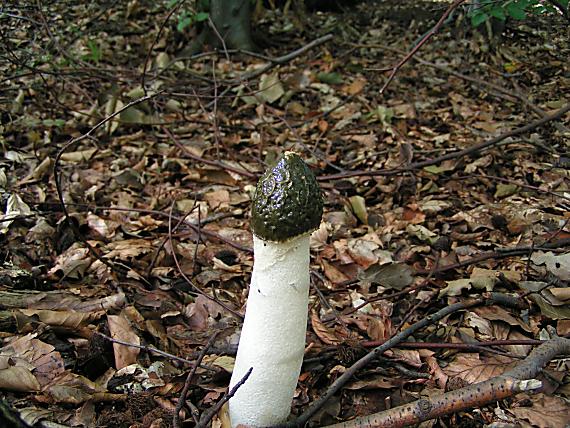 hadovka smradľavá Phallus impudicus L.