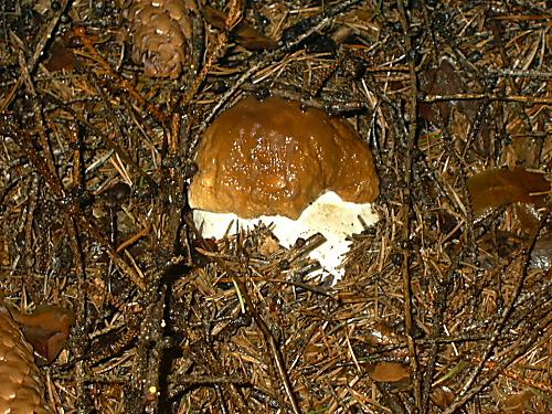 hríb smrekový Boletus edulis Bull.