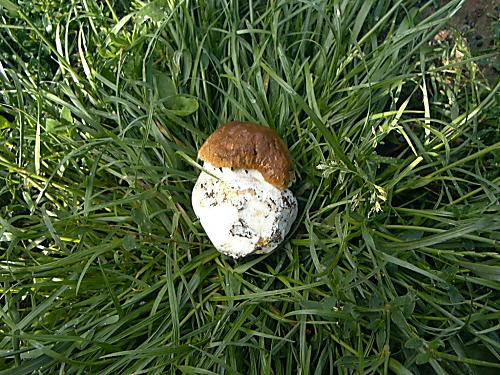 hríb smrekový Boletus edulis Bull.