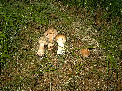 muchotrávka červenkastá Amanita rubescens Pers.