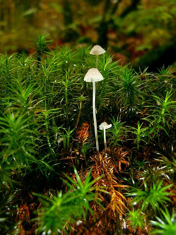 mycena adonis????