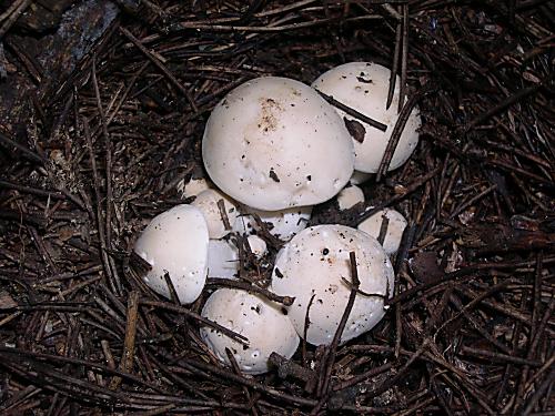 čírovnica májová Calocybe gambosa (Fr.) Donk