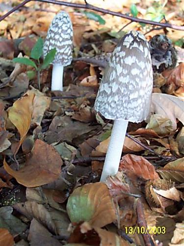 hnojník strakatý Coprinopsis picacea (Bull.) Redhead, Vilgalys & Moncalvo