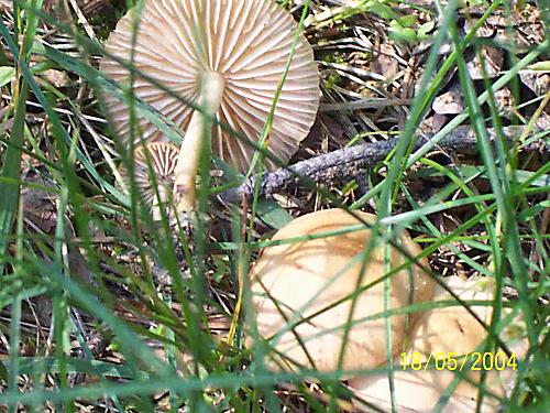 tanečnica poľná Marasmius oreades (Bolton) Fr.