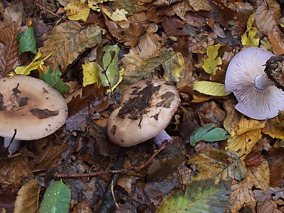 pôvabnica fialová Lepista nuda (Bull.) Cooke