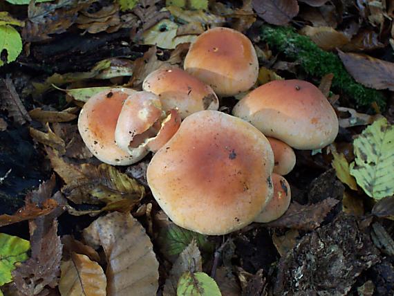 strapcovka tehlovočervená Hypholoma lateritium (Schaeff.) P. Kumm.