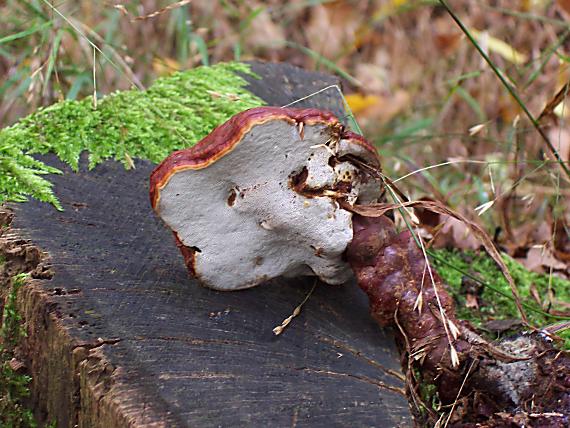 lesklokôrovka obyčajná Ganoderma lucidum (Curtis) P. Karst.