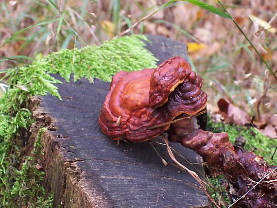 lesklokôrovka obyčajná Ganoderma lucidum (Curtis) P. Karst.